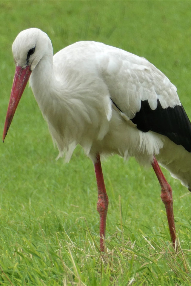 Большой белый аист гуляет по зеленой траве
