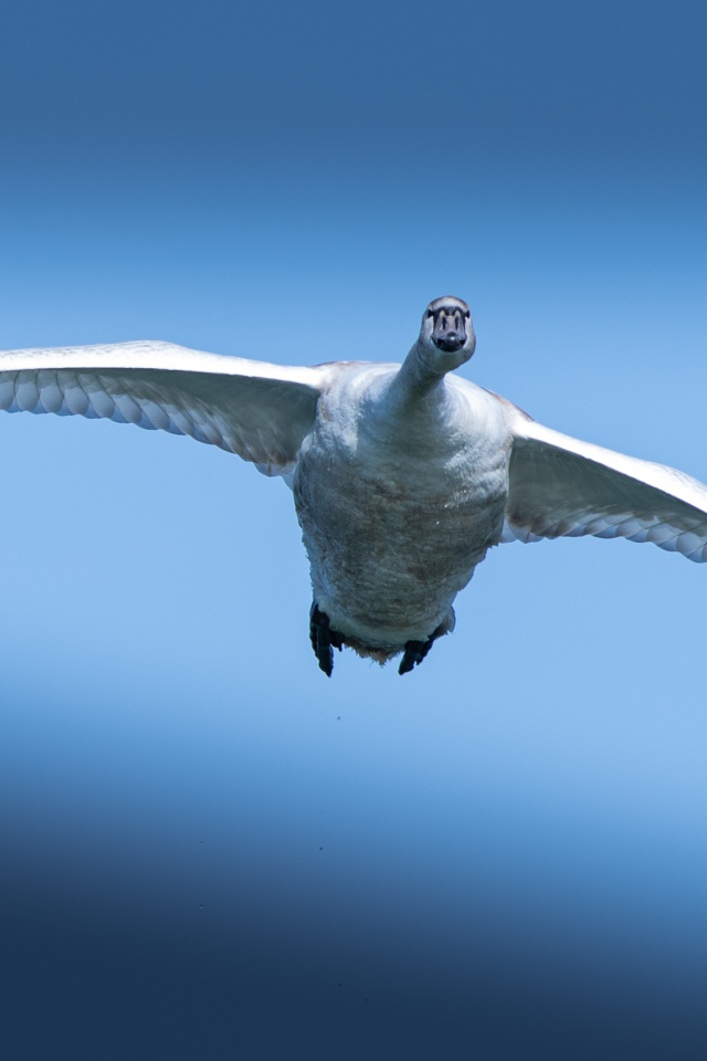 Большой белый лебедь летит в голубом небе