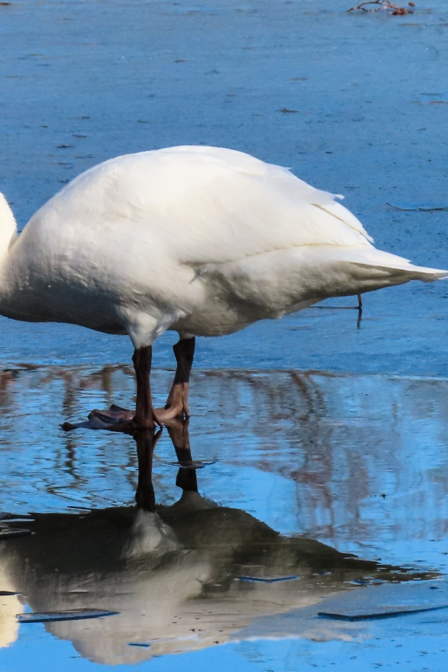 Большой белый лебедь в луже 