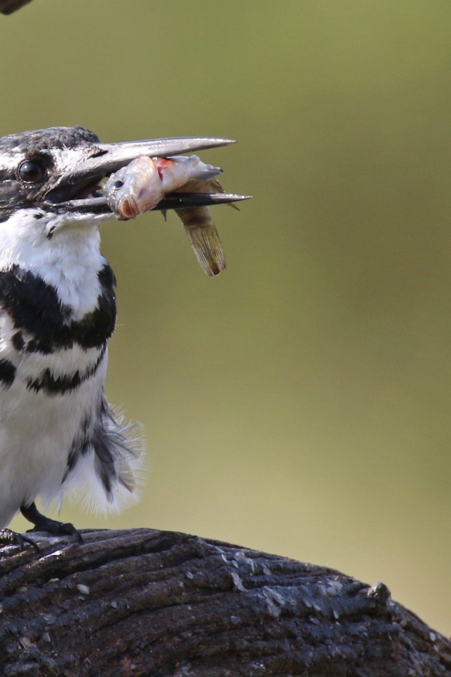 Птица пестрый зимородок с рыбой в клюве 