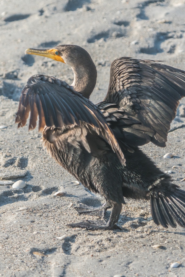 Черный баклан на мокром песке 