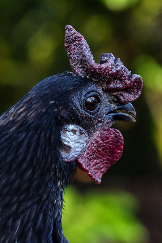 Черная домашняя курица крупным планом