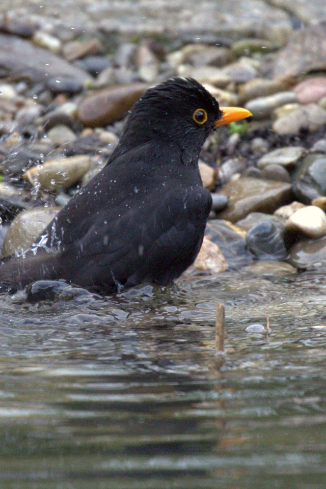 Черный дрозд купается в воде