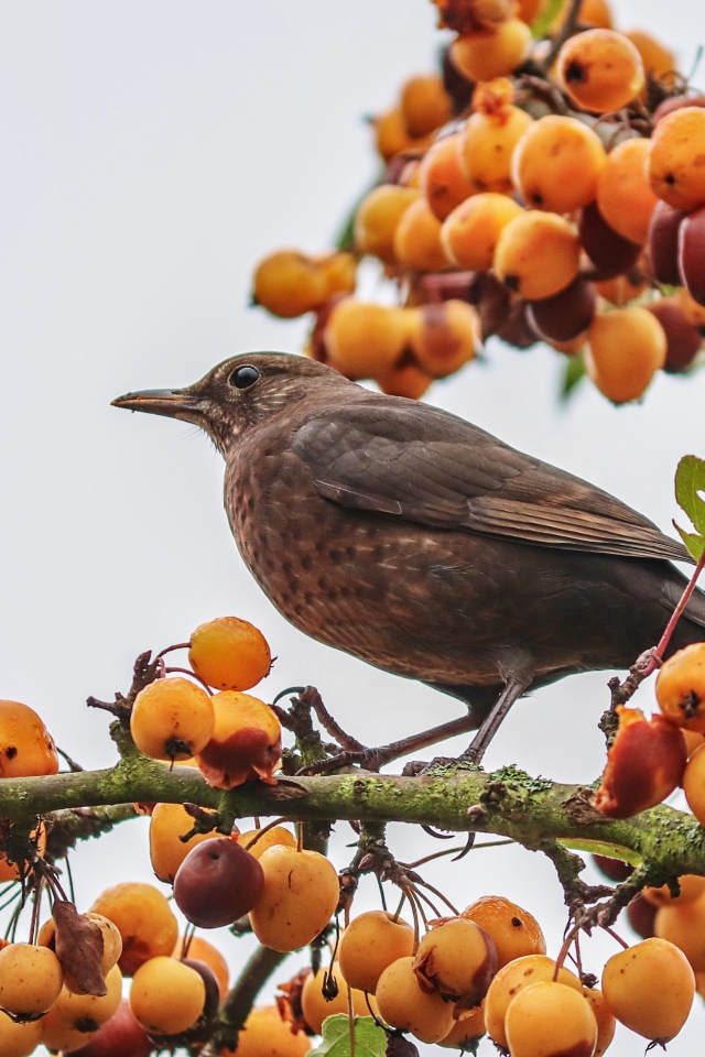 Черный дрозд сидит на ветке с ягодами