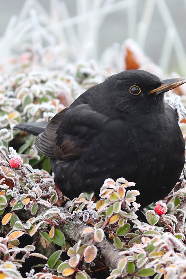 Черный дрозд сидит на покрытых инеем ветках