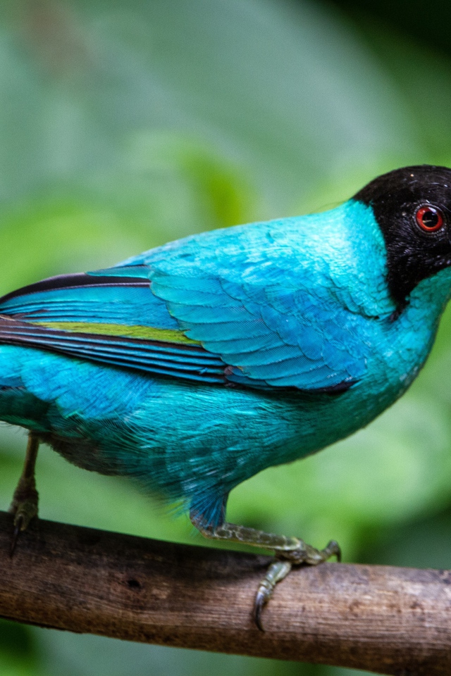 Голубой зеленый медонос сидит на ветке 