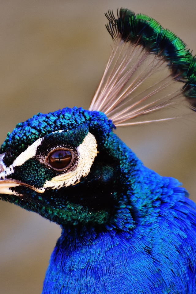 Голова голубого павлина крупным планом 