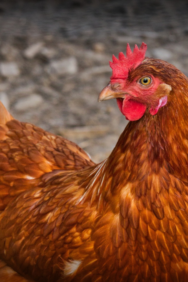 Коричневая домашняя курица на гнезде