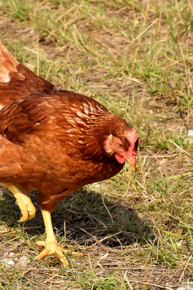 Коричневая домашняя курица гуляет по траве 