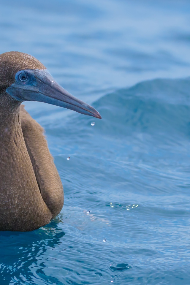 Птица Бурая олуша в воде