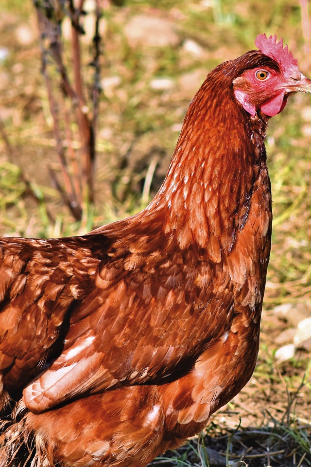 Коричневая домашняя курица на улице 