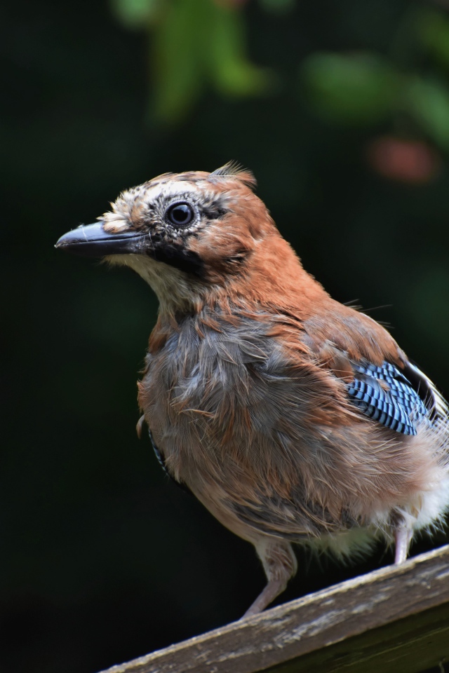 Коричневая сойка сидит на деревянной доске