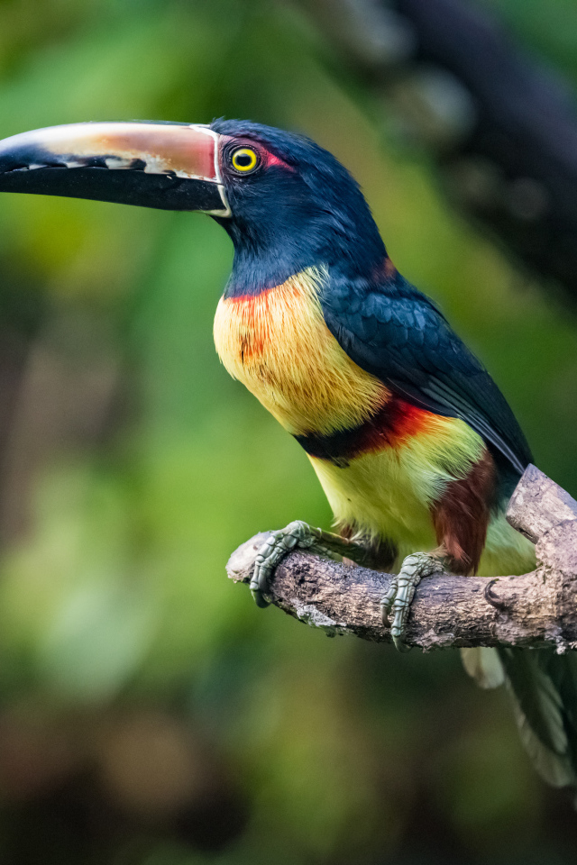Ошейниковый арасари сидит на ветке дерева