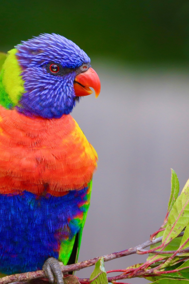 Colorful beautiful parrot sits on a branch