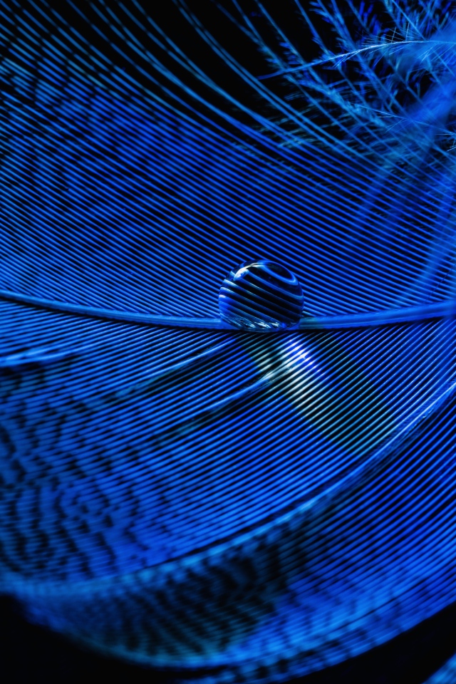 Капля росы на голубом перышке на черном фоне 