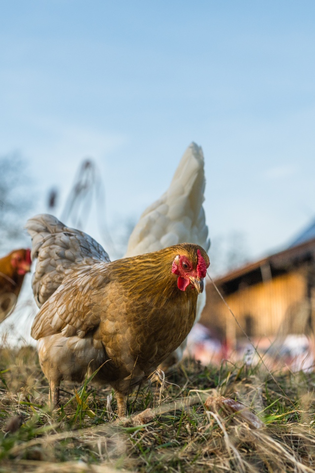 Домашние куры гуляют на траве 
