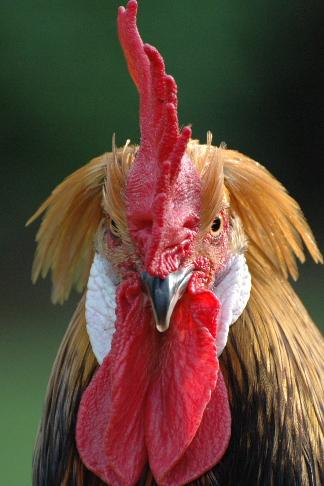Домашний петух с красным гребнем 