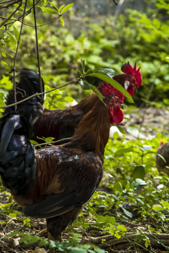 Домашние петухи гуляют в лесу