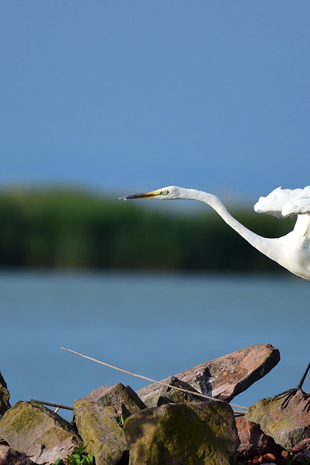 Белая цапля стоит на камне у воды 