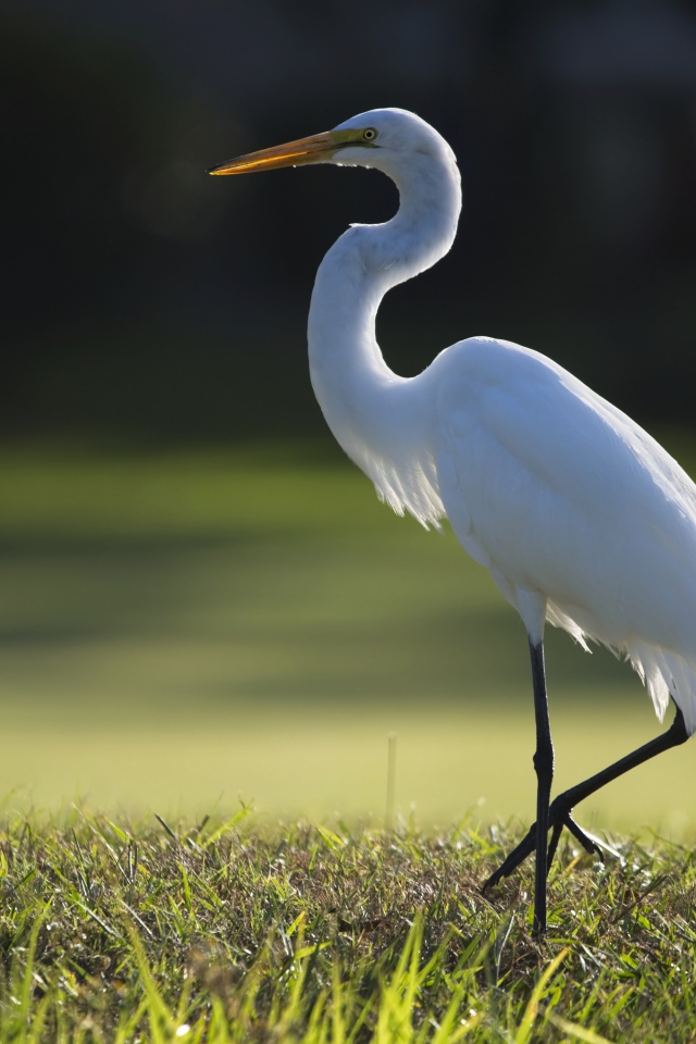 Белая цапля идет по зеленой траве