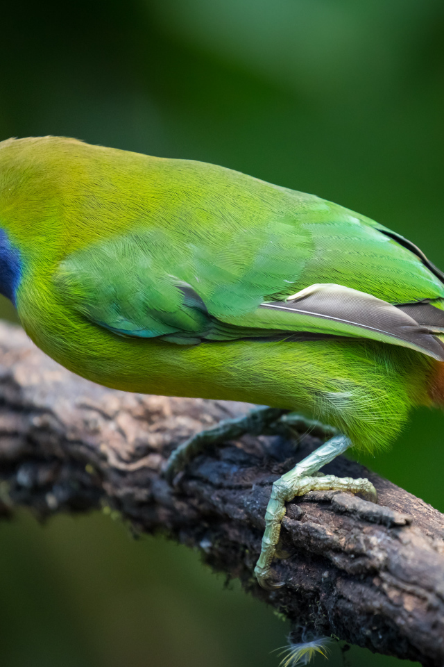 Изумрудный туканет сидит на ветке дерева