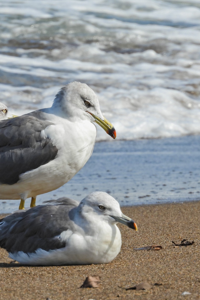 Четыре чайки сидят на песке у моря