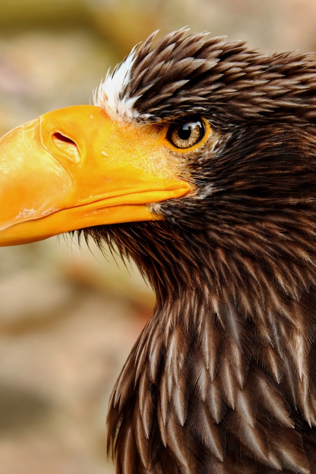 Гигантский орел с острым желтым клювом