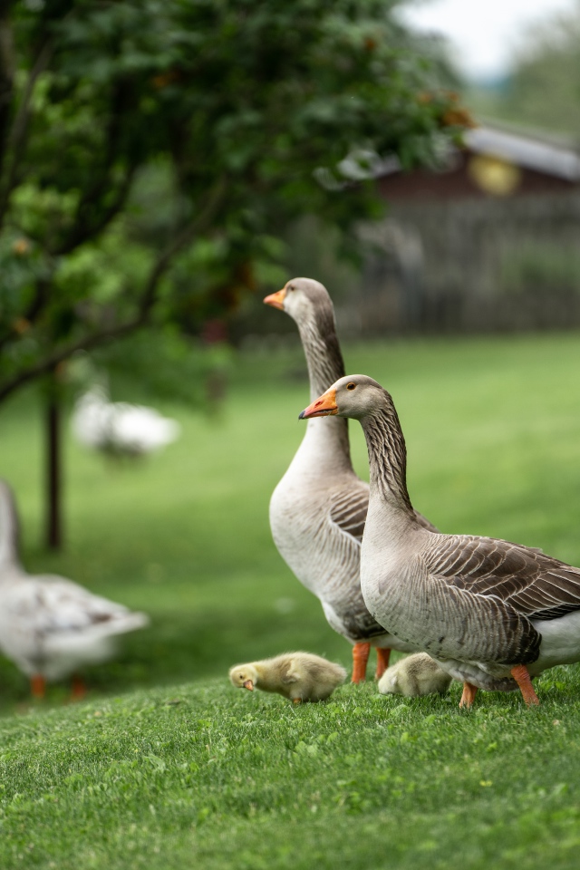Серые домашние гуси на зеленой траве 
