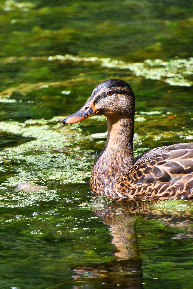 Серая утка плавает в озере 