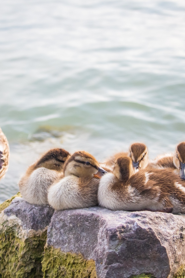 Серая утка с утятами на камне