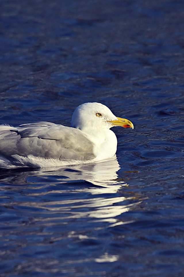Серая чайка сидит в воде 