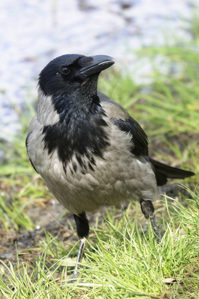 Большая серая ворона на зеленой траве