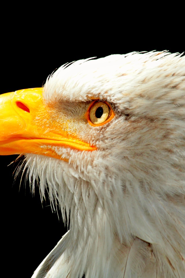 Большой белоголовый орлан с острым желтым клювом на черном фоне