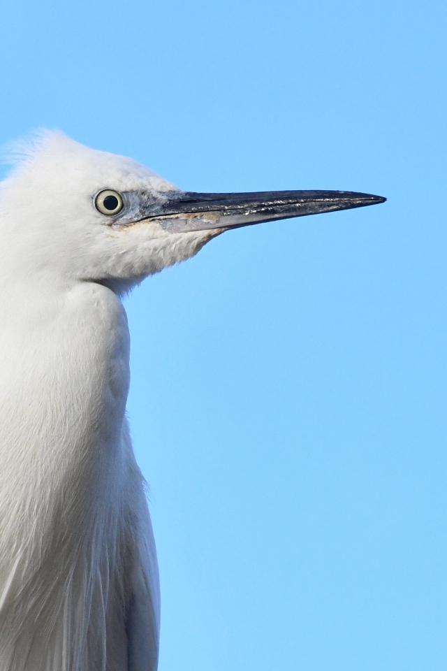 Большая белая цапля на голубом фоне 