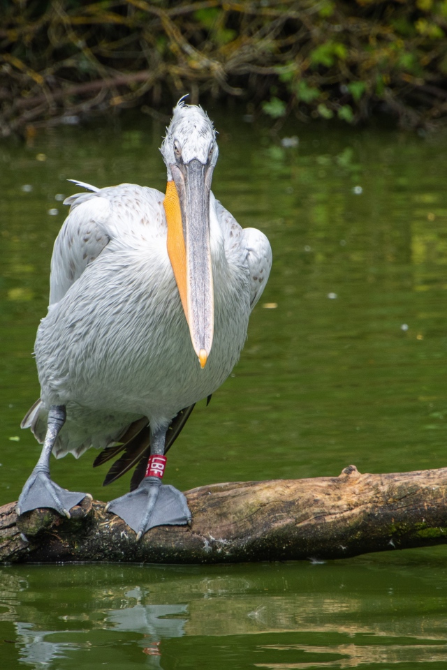 Большой серый пеликан сидит на дереве в воде