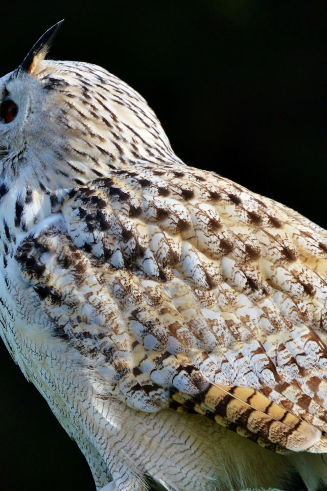 Большая белая сибирская сова на черном фоне