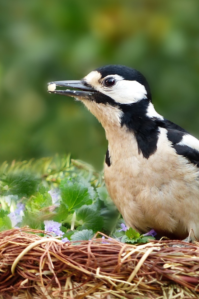 Большой дятел сидит в гнезде 