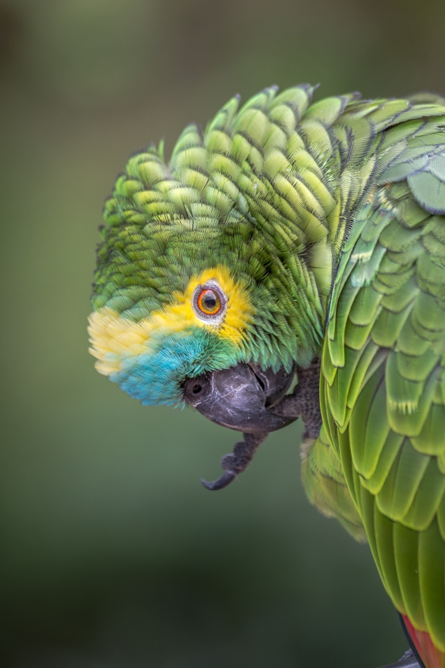 Зеленый попугай чистит лапу 