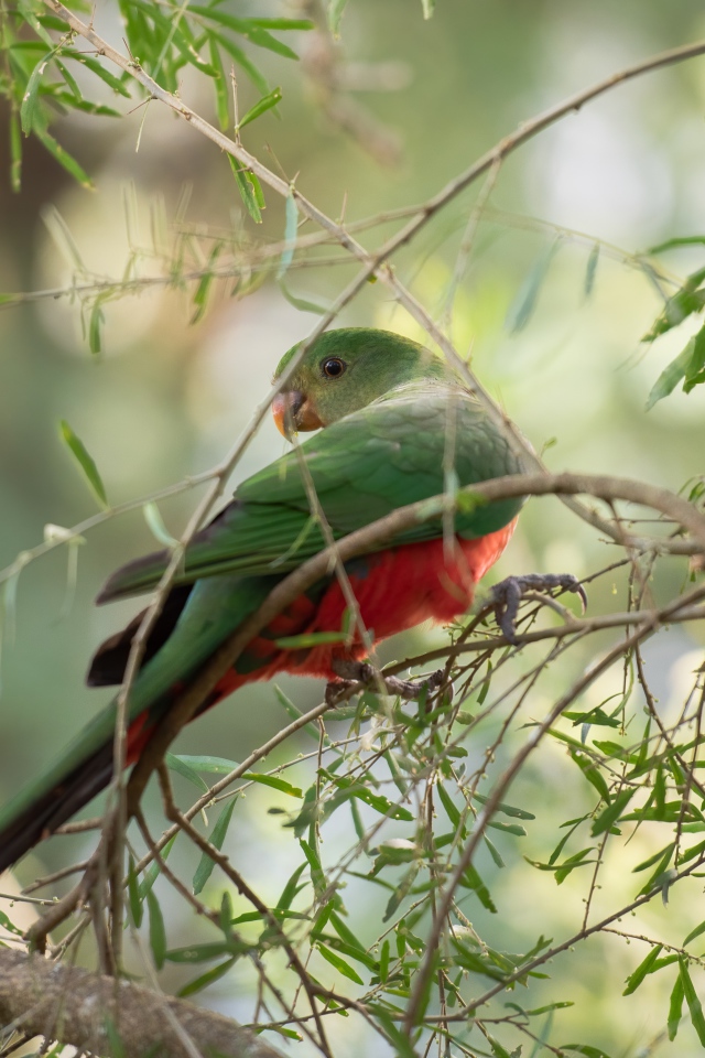 Зеленый попугай сидит на ветке дерева 