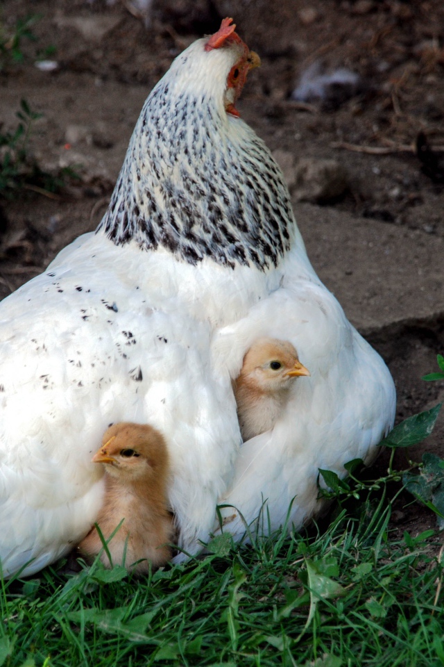 Курица наседка греет маленьких цыплят