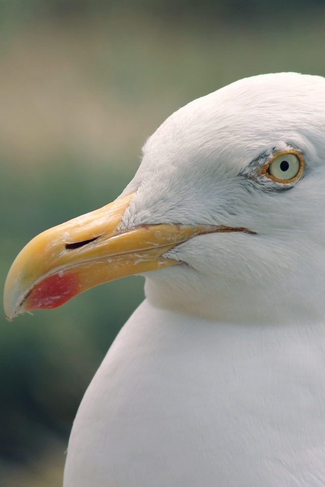 Голова белой чайки с острым клювом