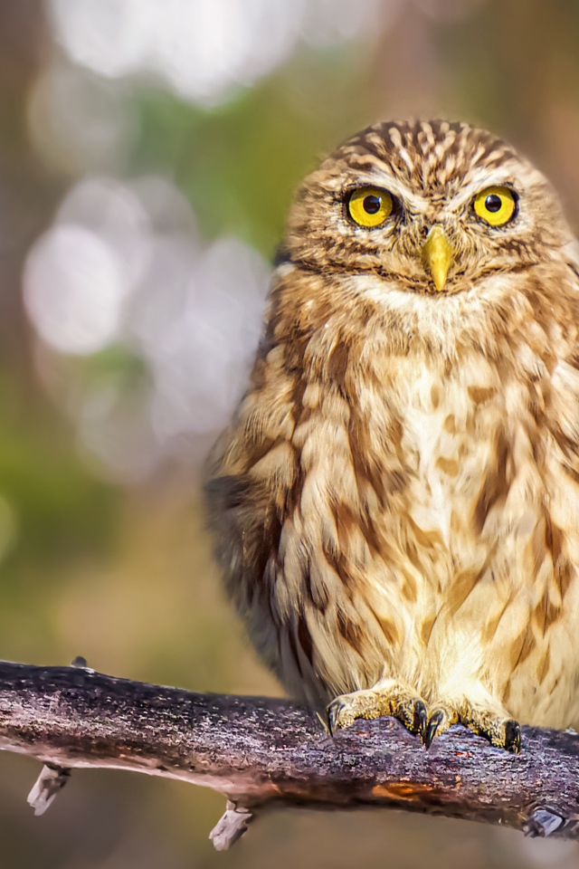 Большая серая сова с желтыми глазами на ветке дерева
