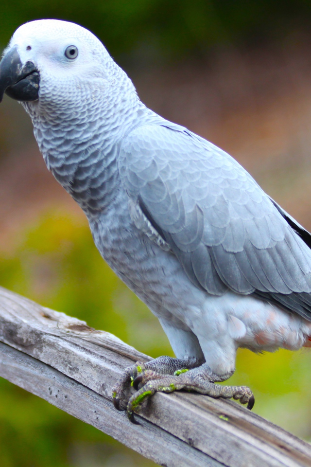 Большой серый попугай жако на ветке 