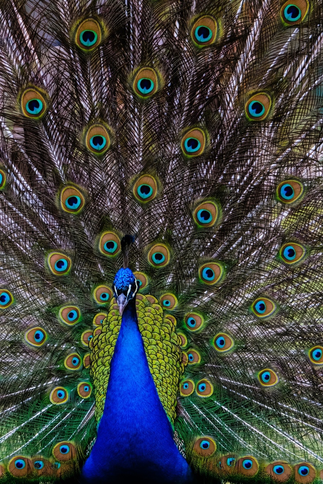 Большой павлин с красивым хвостом 