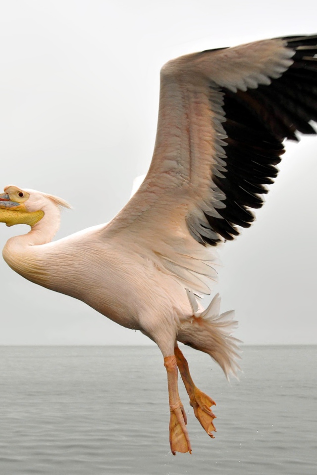 Большой пеликан с черными крыльями над водой 