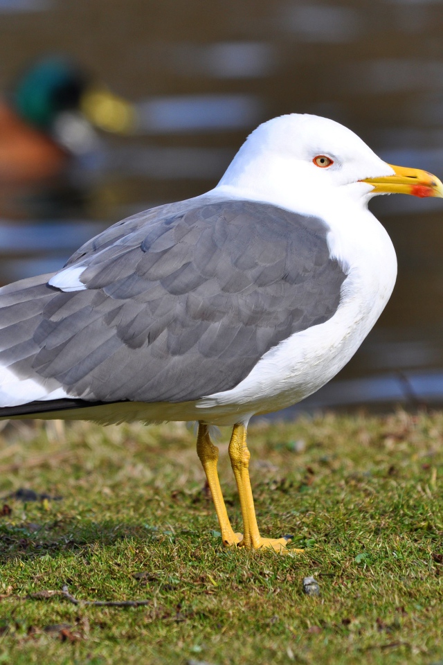 Большая чайка на траве у воды 