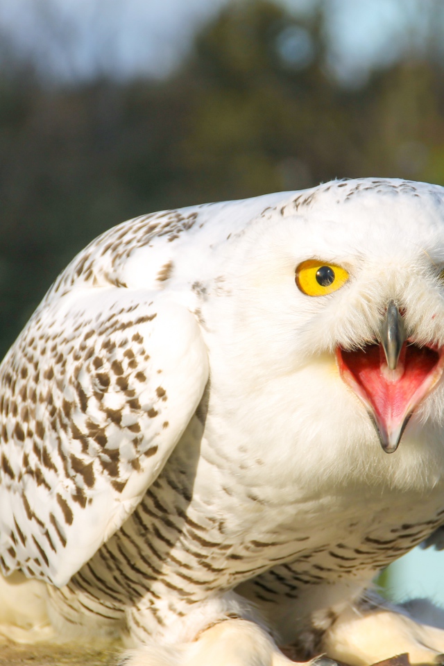 Большая снежная сова с открытым клювом 