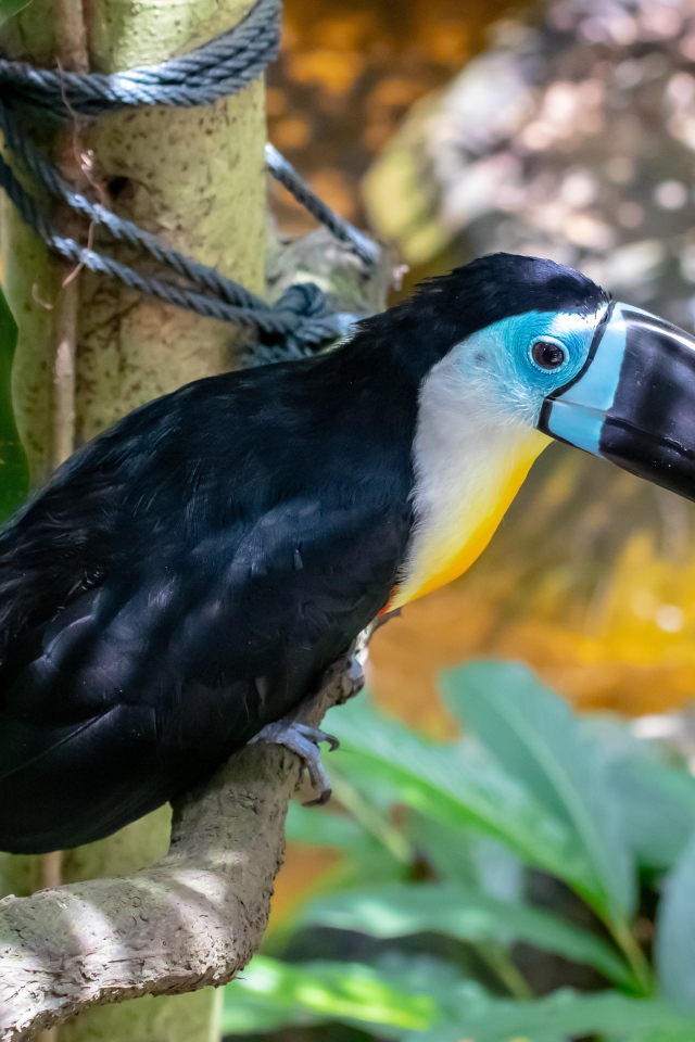 Большой тукан с острым черным клювом на ветке 