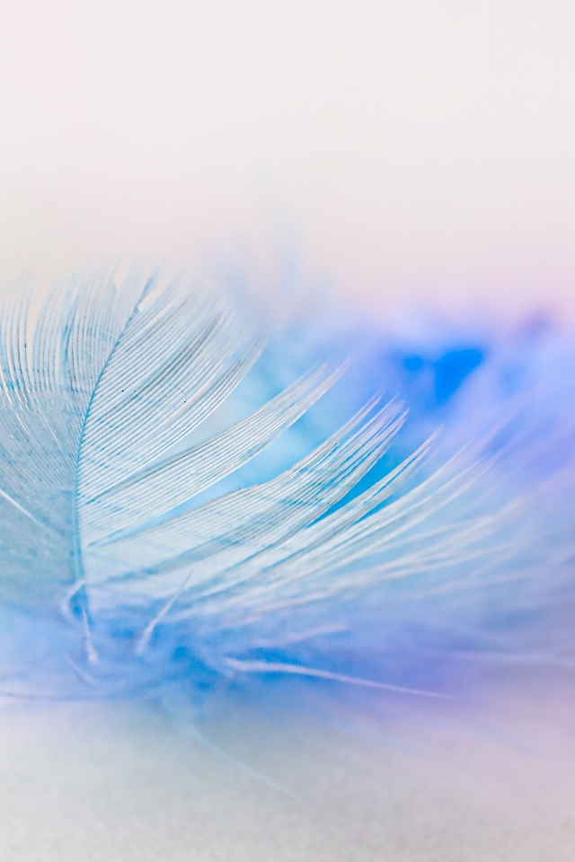 Легкое голубое перо на белом фоне