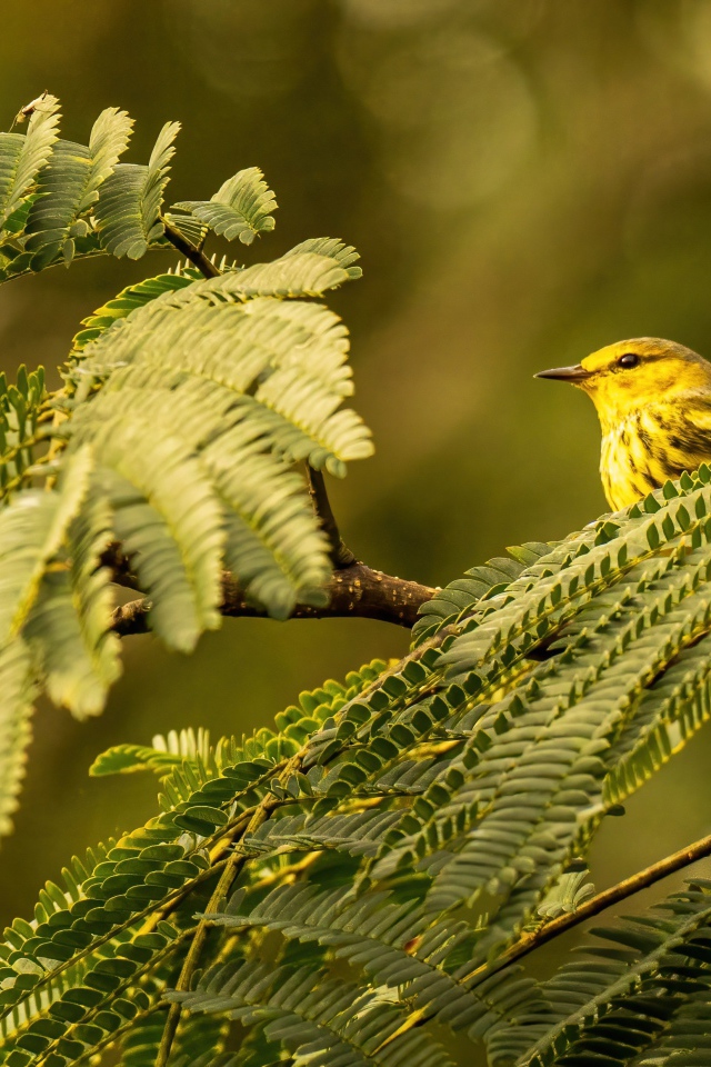 Маленькая птица сидит в зеленых листьях на ветке
